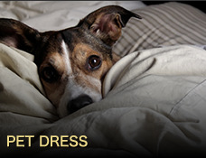 PET DRESS